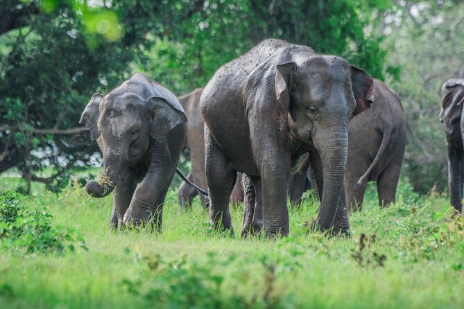 Yala Half Day Safari From Hambantota Port Shore Excursion