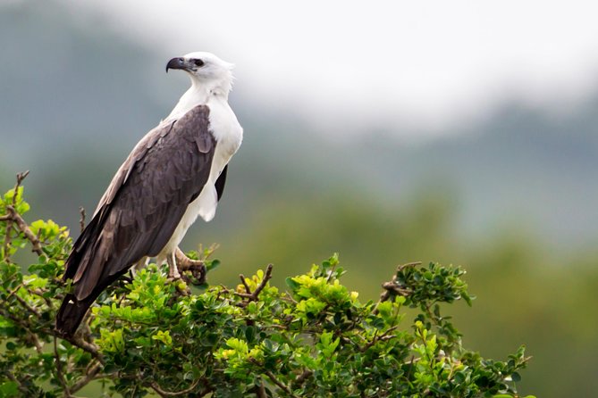 YALA National Park Full Day Tour With Breakfast and Lunch - Pickup Information