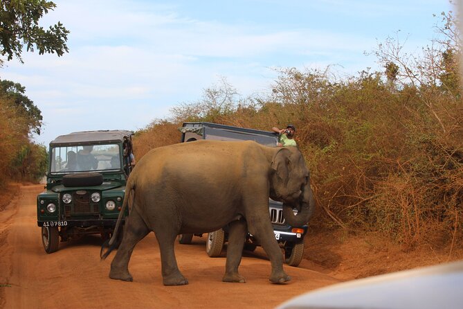 Yala National Park Half Day Safari From Colombo. - Tour Overview