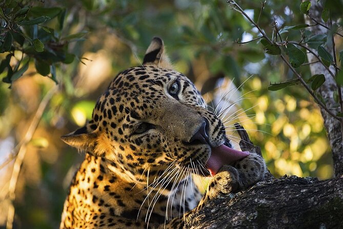 Yala National Park Safari From Bentota