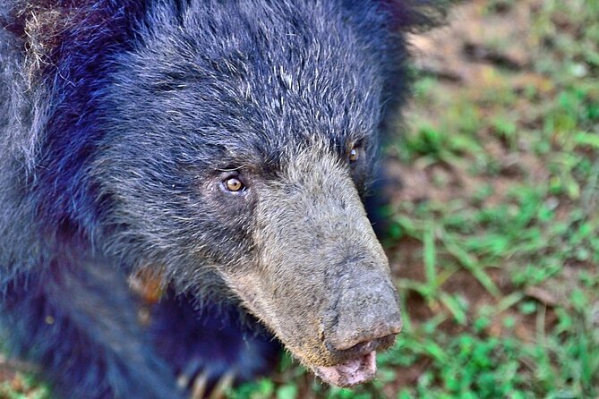 Yala National Park Safari From Hikkaduwa - Inclusions and Exclusions