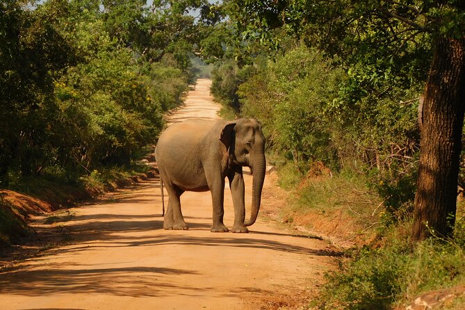 Yala National Park Safari Tour From Hambantota Port - What To Expect