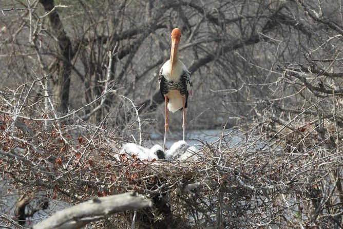Yala National Park Safari With Naturalist