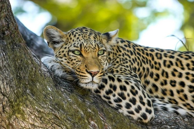 Yala National Park Safari - Experienced Driver and Tracker