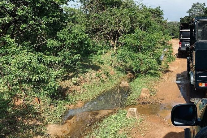 Yala Private Safari Jeep Half Day - What To Expect