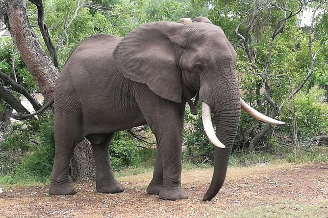 Zambezi National Park Big 5 Game Drives - Enjoy Guided Game Drives