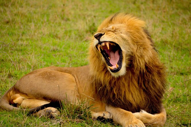 Zambia: 10 Day Nanzhila Cultural, Historical and Wildlife Safari Adventure