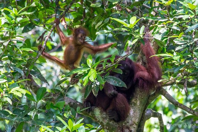 2D1N Sandakan Private Tour With Kinabatangan River Cruise - Good To Know