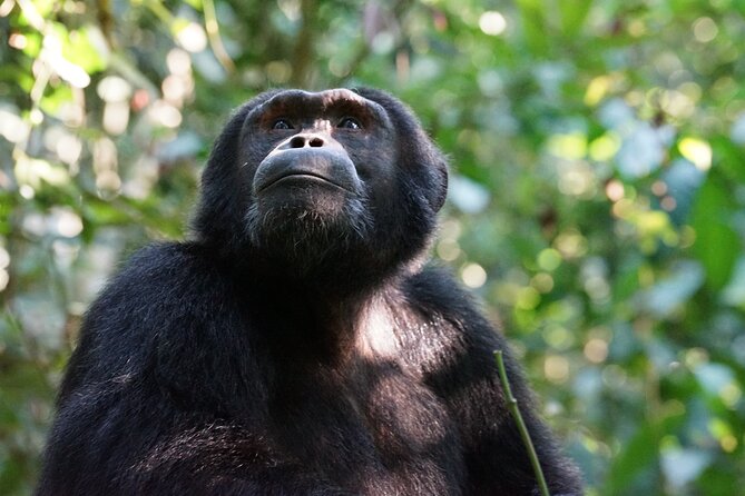 3-Day Chimpanzee Tracking in Kibale National Park