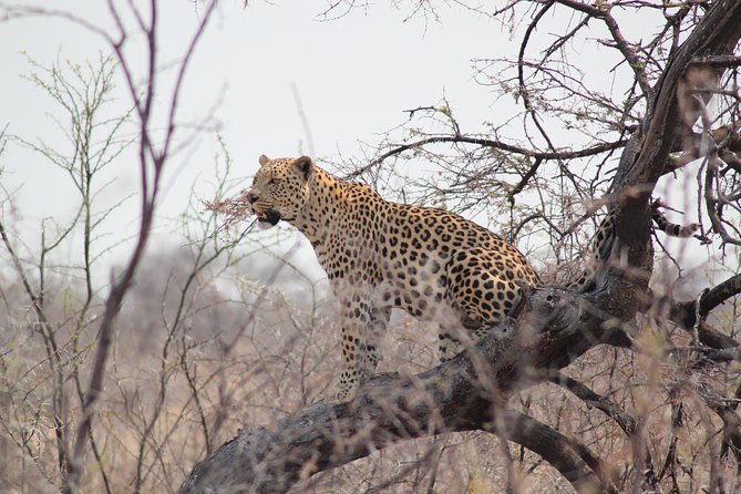 3 Day Etosha National Park Self-Drive Tour (B&B) - Good To Know