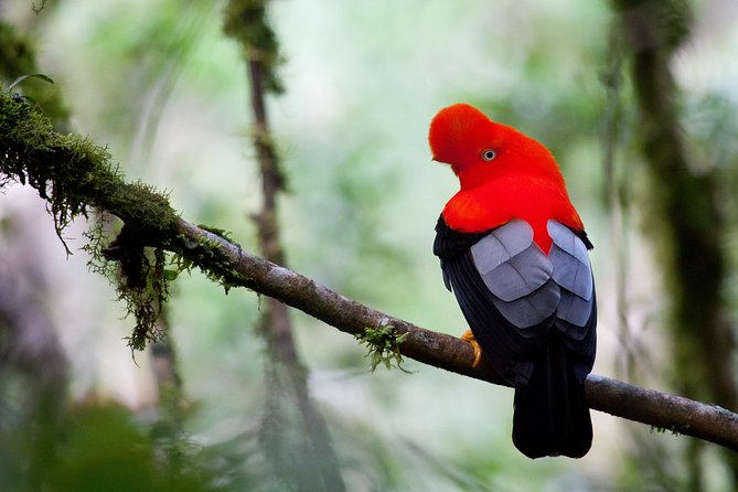 3 Day - Manu Cloud Forest - Group Service - Good To Know