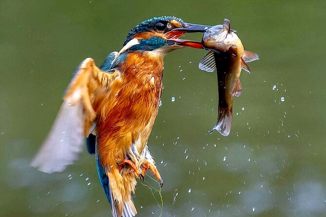 3-Day Private Birding Experience at Lake Bunyonyi - Good To Know