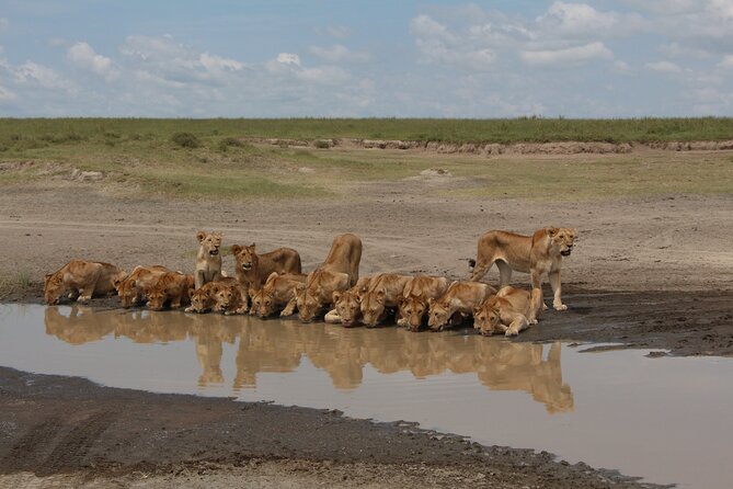 3-Day Tour in Manyara, Ngorongoro, Tarangire With Night Safari - Good To Know