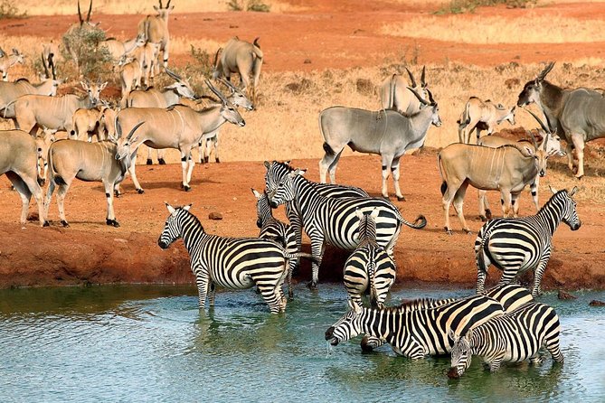 3 Day Tsavo East & Tsavo West Wildlife Safari From Mombasa - Good To Know