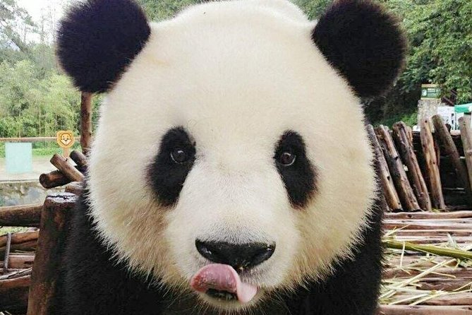 3-Day Yabuli Ski Resort and Panda House Private Trip From Harbin With Accommodation - Good To Know