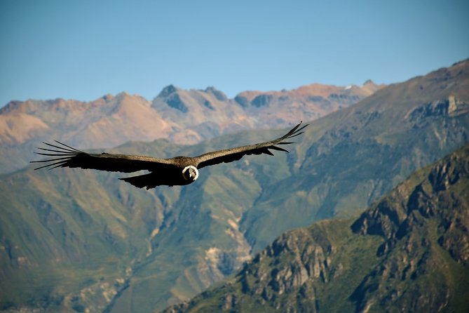 3 Days 2 Nights - Colca Canyon Trek From Arequipa - Good To Know