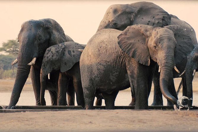 3 Days 2 Nights Mikumi National Park From Dar Es Salaam - Good To Know