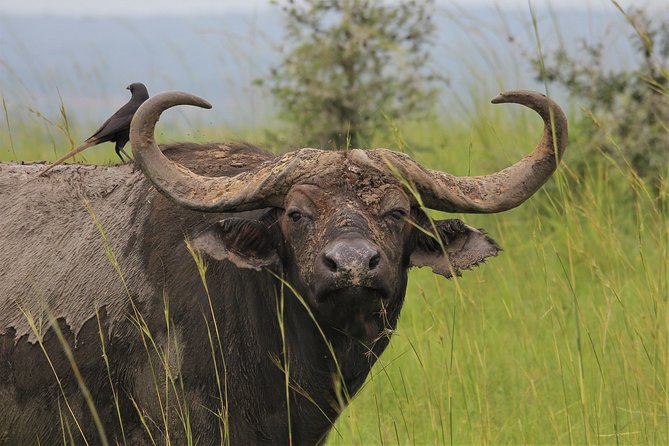 3 Days 2 Nights Murchison Falls Wildlife Safari - Good To Know