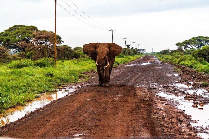 3 Days 2 Nights Safari to Amboseli From Nairobi - Good To Know