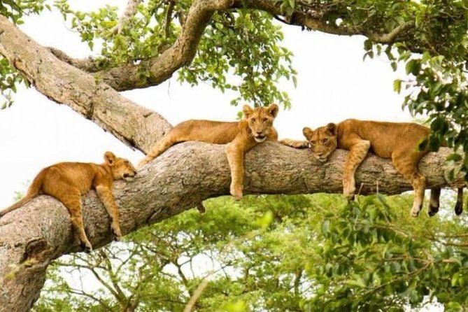 3 Days Big Five Game Viewing in Queen Elizabeth National Park - Good To Know