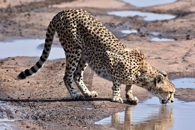 3 Days Camping Safari to Serengeti and Ngorongoro Crater - Group Joining - Good To Know