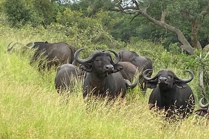 3 Days Entabeni Private Safari From Johannesburg - Good To Know