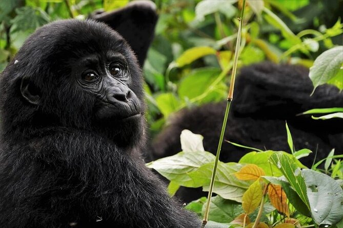 3 Days Gorilla Trekking Bwindi and Lake Bunyonyi Safari - Good To Know