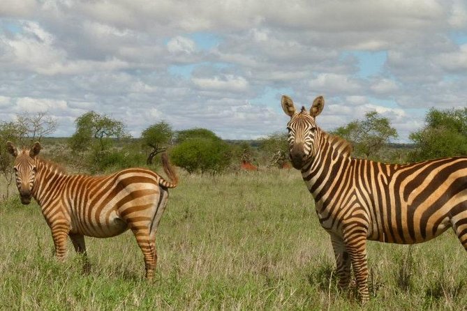 3 Days Lion Bluff Lumo Sanctuary (Minimum 2 Pax) - Good To Know