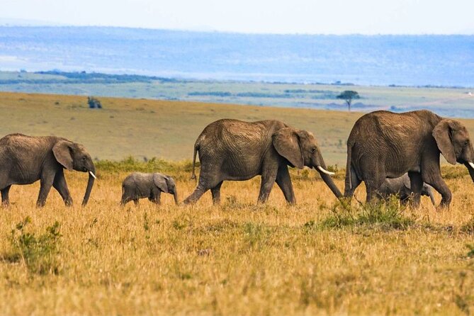 3 Days Maasai Mara Sarova Luxury Safari With a Jeep - Good To Know