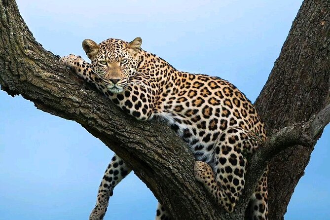 3 Days Masai Mara Joining Safari - Good To Know