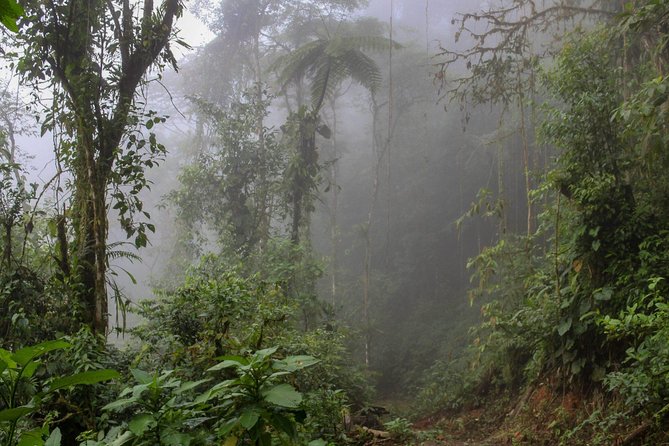 3 Days Mashpi Cloud Forest - Good To Know