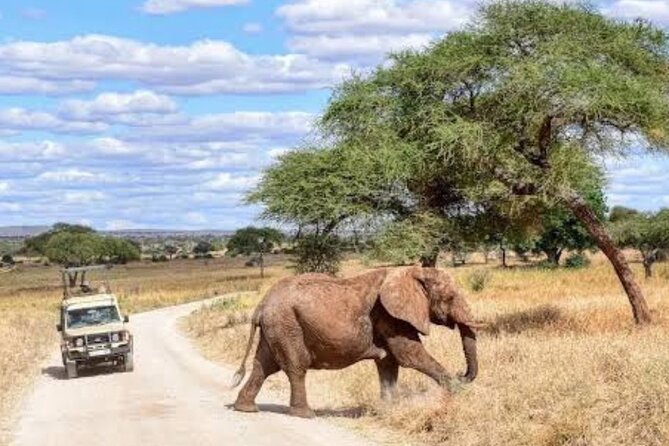 3 Days Mikumi National Park Safari Tour - Good To Know