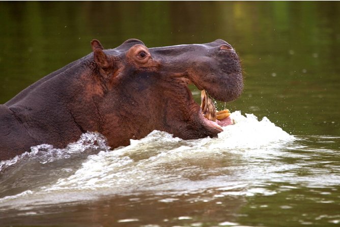 3 Days Nyerere National Park Private Safari - Good To Know