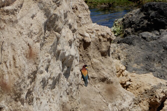 3 Days of Exploration From the Adriatic Sea to the Alta Murgia National Park - Good To Know