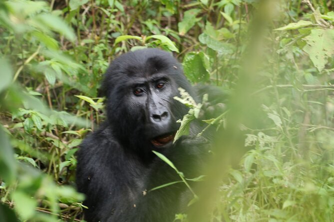 3 Days Private Gorilla Tracking in Bwindi Impenetrable Forest - Good To Know
