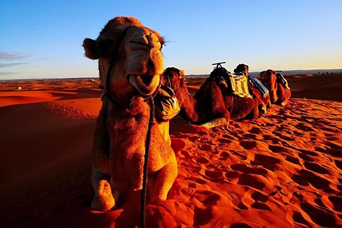 3 Days Private Luxury Desert Tour From Fez to Marrakech - Good To Know