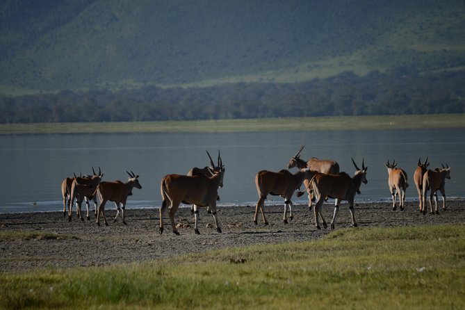 3 Days Private Safari Tarangire ,Ngorongroro Crater &Manyara