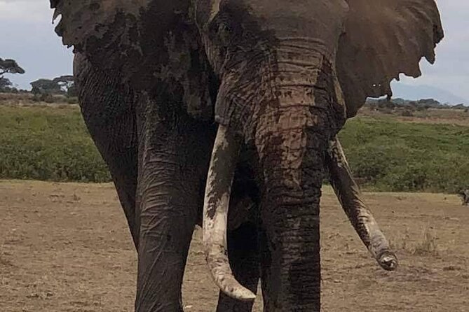 3 Days Safari Amboseli National Park From Nairobi - Good To Know