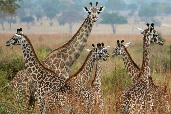 3 Days Safari - Ifakara-Udzungwa and Mikumi National Parks - Good To Know