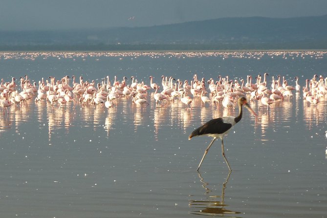 3 Days Safari to Lake Bogoria N/R and Lake Nakuru N/P- Luxury.