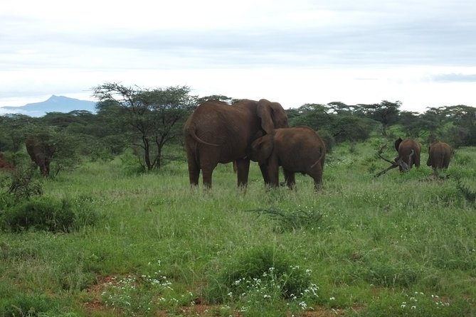 3 Days Samburu Safari
