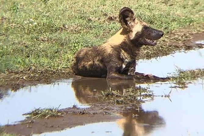 3 Days Serengeti and Ngorongoro Crater From Arusha – Kilimanjaro