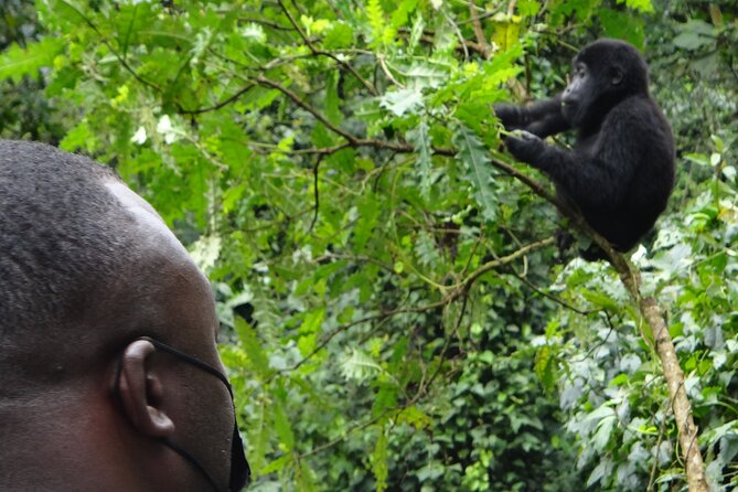 3 Days Uganda Gorilla Safari Tour - Good To Know