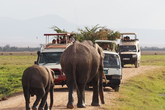 3 Days Wildlife Safari From Mombasa - Good To Know