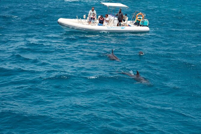 3-Hour Private Speed Boat Dolphins and Snorkeling Cruise - Good To Know