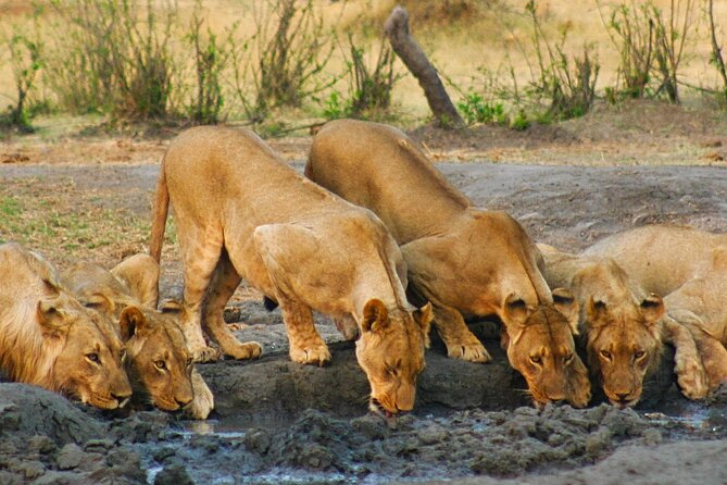 3-Hour Zambezi National Park Safari in 4x4 Jeep - Good To Know