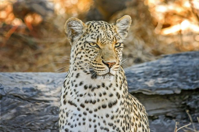 3 Hours Chobe Safari Game Drive - Good To Know