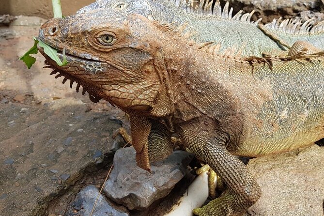 3-Hours Private Tour in Roatan With Pick up - Good To Know