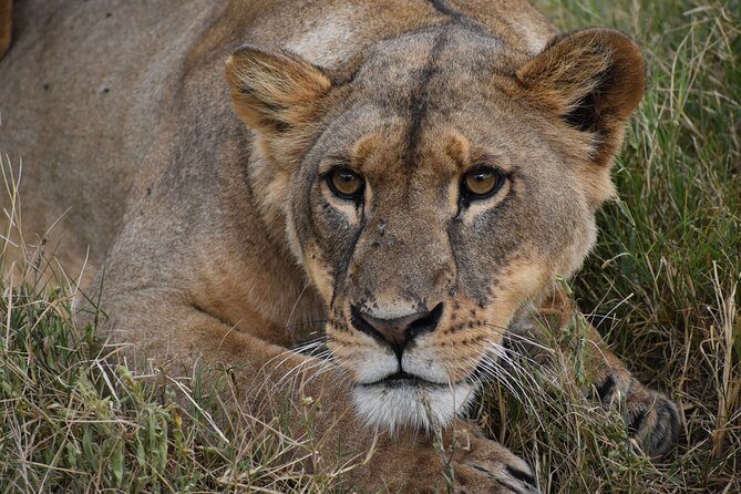 03 Days Kenya Camping Safari To Masai Mara - Frequently Asked Questions