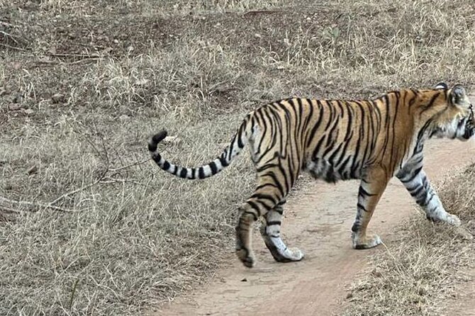 08 Days Golden Triangle Tour With Ranthambore and Jhalana Safari - Customer Reviews and Ratings